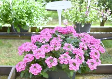 Op de tuin van GGG Grunewald was veel te zien waaronder deze Vanessa Compact Deep Pink. Het soort bestaat nu zo’n twee jaar en geeft bloemen van begin zomer tot de winter en daarbij heel goed bestendig tegen hitte.